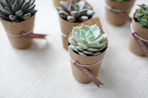 detalle para invitados suculentas