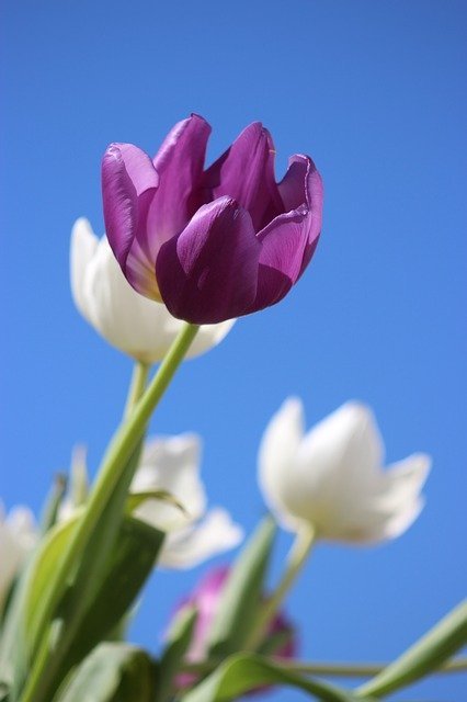 significado-de-las-flores