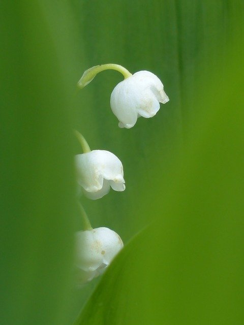 significado-de-las-flores
