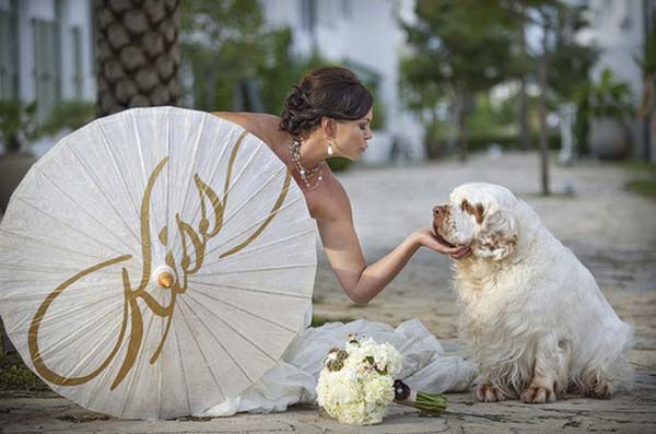 bodas y perros