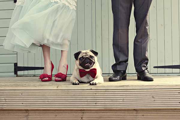 bodas y perros