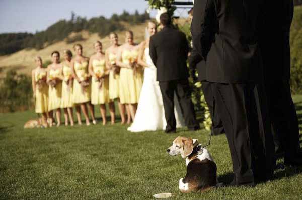 bodas y perros