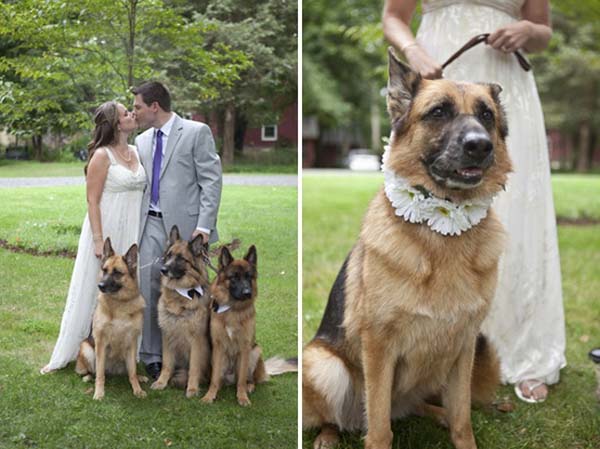 bodas y perros