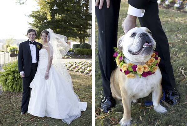bodas y perros