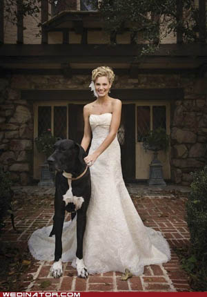 bodas y perros