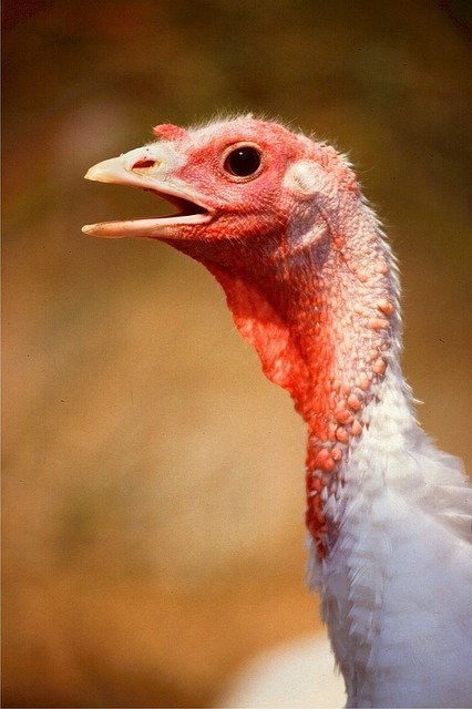 pavo-navidad