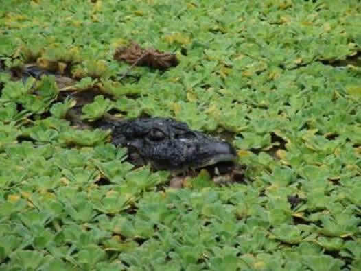 cruceros-por-el-rio-amazonas