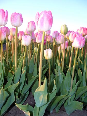 arreglo de las flores