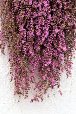 cuidado flores