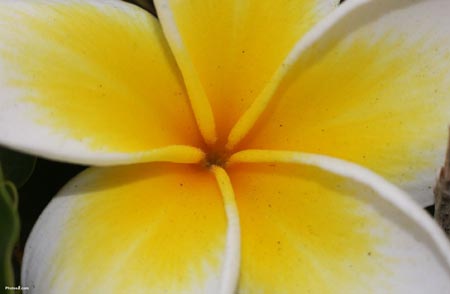 plumeria flor
