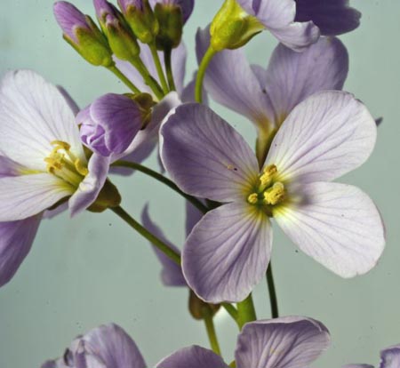 flores feng shui