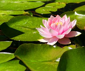 feng shui flores