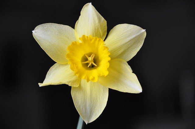 narciso narcisos