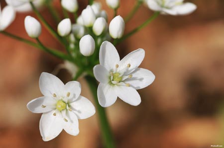flores blancas significado