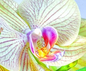 significado de las flores