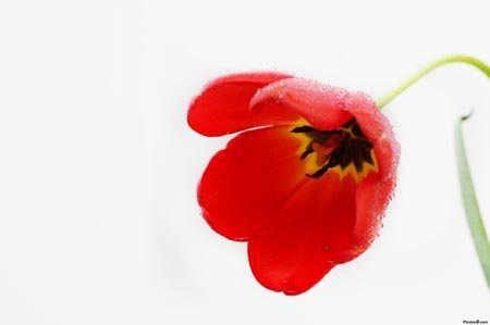 flores rojas significado