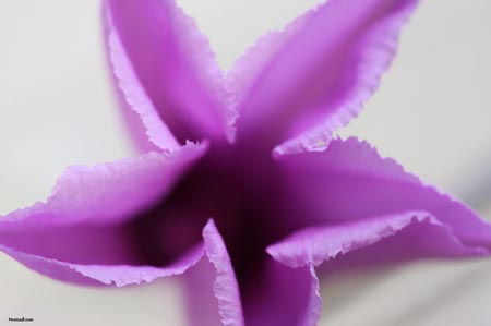flores violetas significado