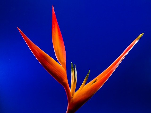 strelitzia