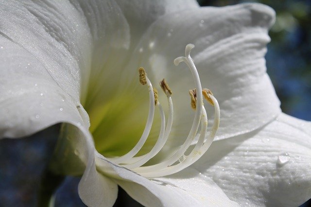 amarilis flor