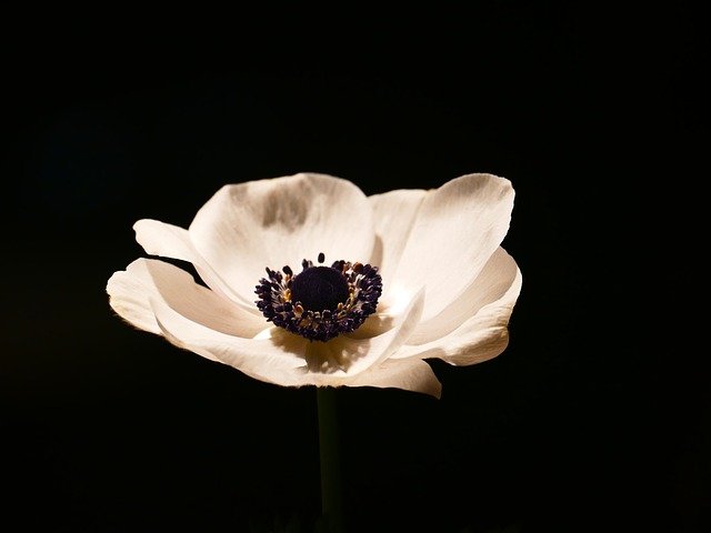 anemonas flores anemona flor