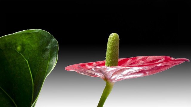Anthurium flor