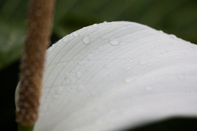 Anthurium flor