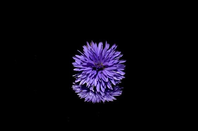 Aster flor