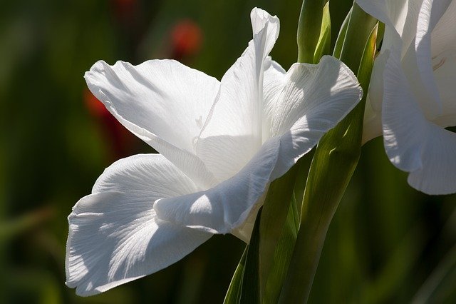 significado-de-las-flores