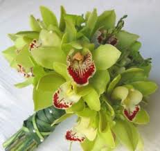 orquideas flores