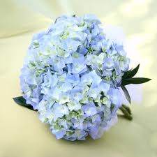 flores azules flores azules