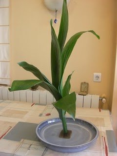 ikebana