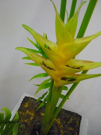 IKEBANA REALIZADAS POR HANA MATSURI