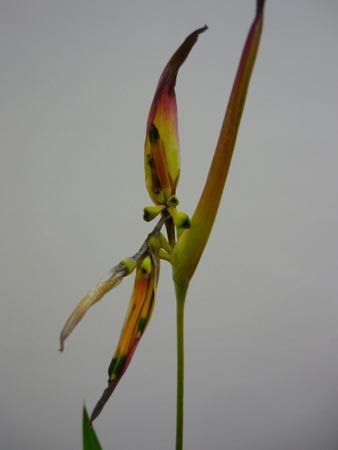 IKEBANA REALIZADAS POR HANA MATSURI