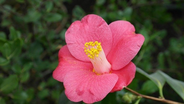 camelias flor