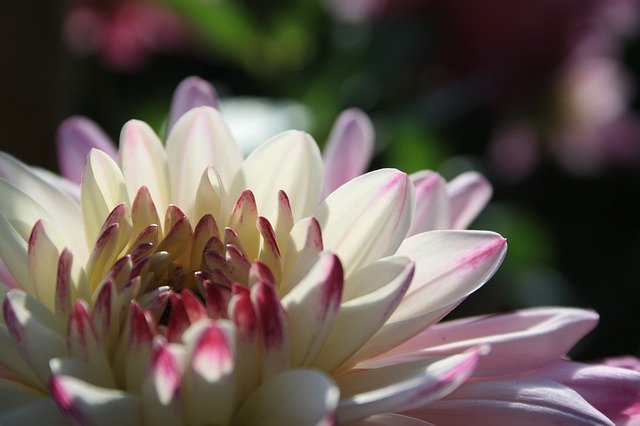dalias