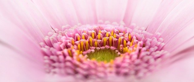 simbolo de las flores gerbera