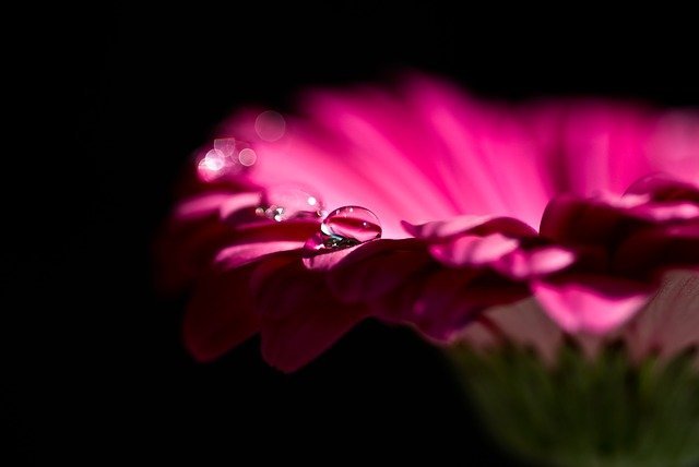 simbolo de las flores gerbera