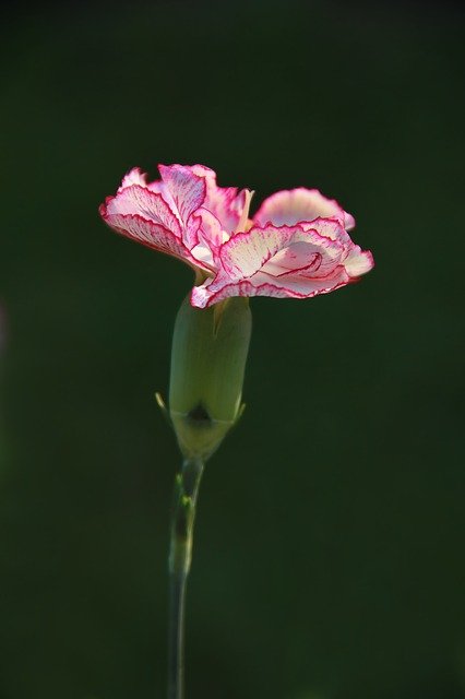 clavel clavel