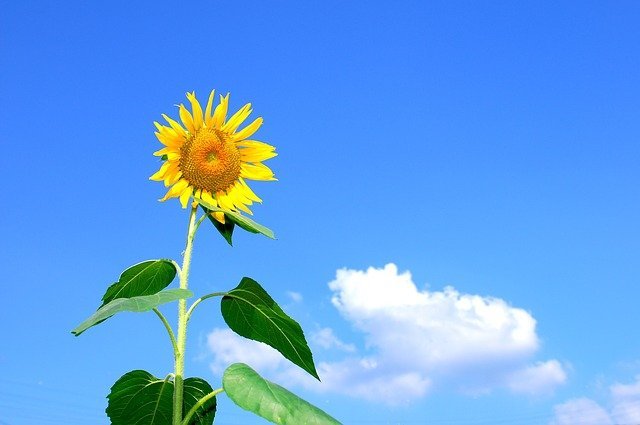 girasol