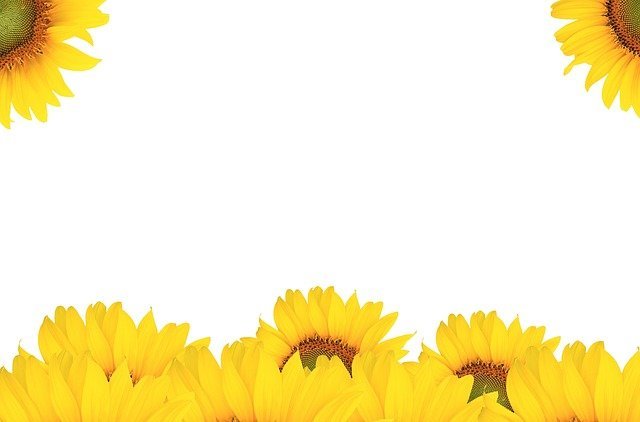 girasol