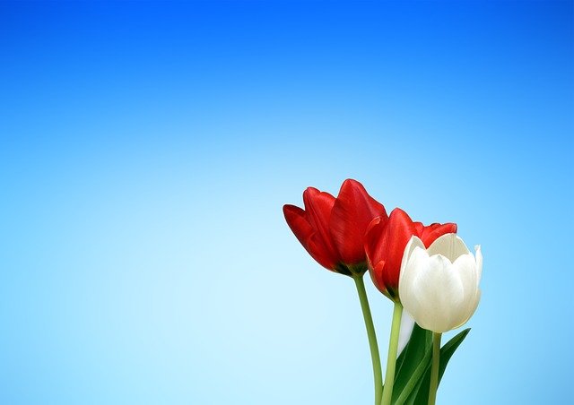 tulipan