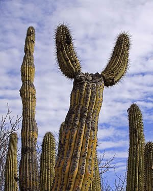 luna-de-miel-en-guaymas-mexico