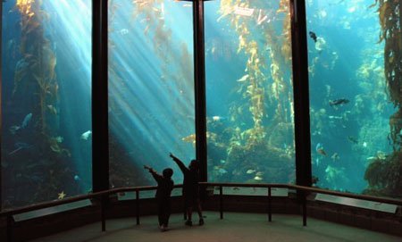 aquarium san francisco