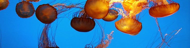 aquarium luna miel