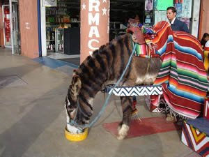 luna-de-miel-en-tijuana