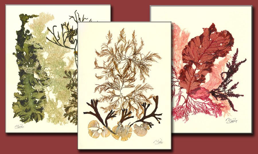 laminas decorativas de algas prensadas