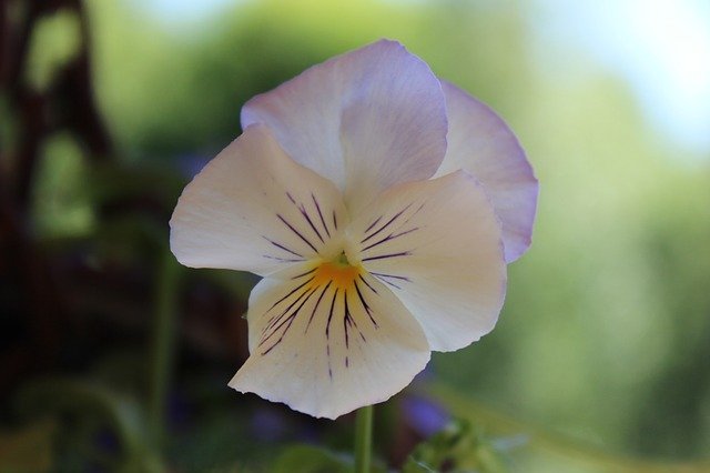 pensamiento flor