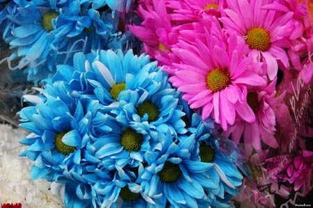 flores azules significado