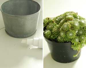cactus cactus