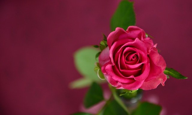 rosas rosa